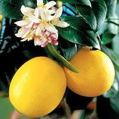 Foto de Lemon Tree