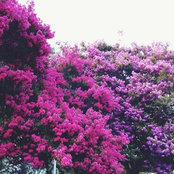 sublimedesigns foto