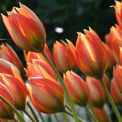 Houzz-ID: 310046s foto