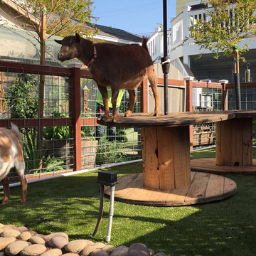 San Diego Residential Yard for Goats