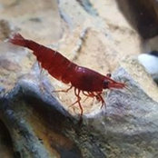 Dewi Probyn's photo