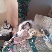 Lynn Mcneely's photo