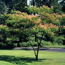Landscape Inspiration