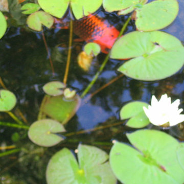 Lombard Water Gardens
