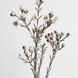 Honeywort - Prints And Posters