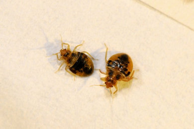 Bed Bugs Found at the Box Spring