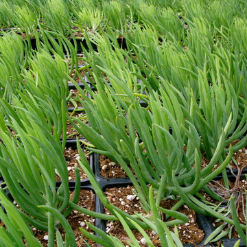 senecio
