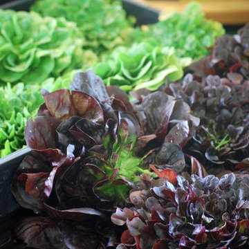 F A R M - Farmers Markets + Roadside Stands