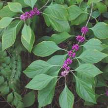 Plants