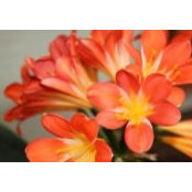 Sheila DeBoer's photo