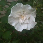 Kim Crowe's photo