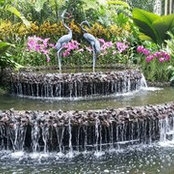 Singapore Sling's photo