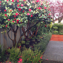 SD Patio