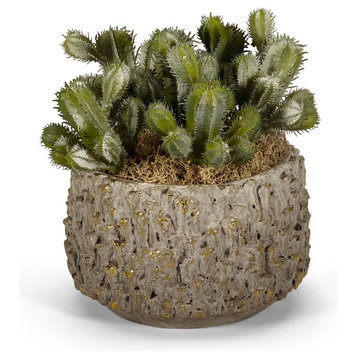 Baby Cactus in Clay Pot
