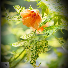 INDOOR FLOWERING PLANTS