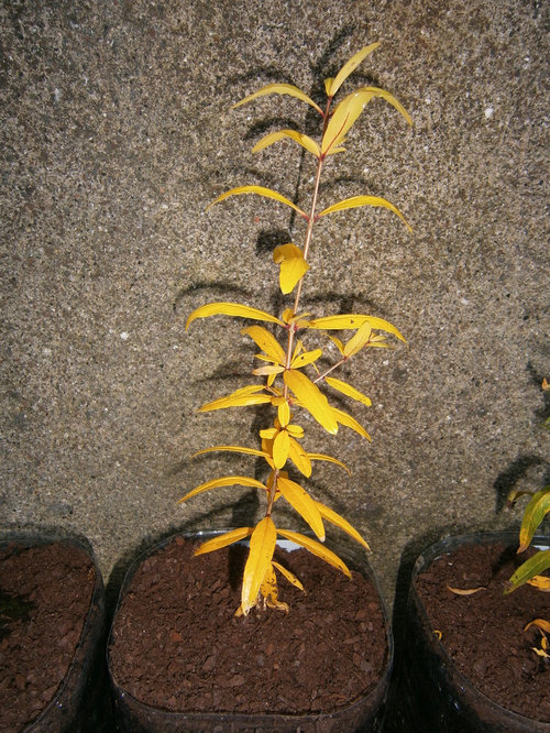 Help pomegranate dying (photos and description)