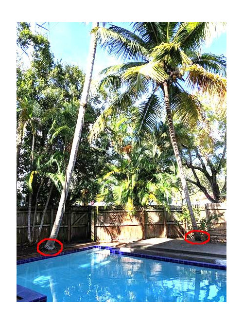 Coconut palm dropping coconuts into the pool from 40'