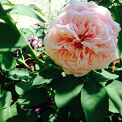 G. Oeland's photo
