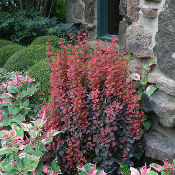 Orange Rocket™ Barberry