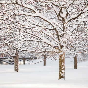 Gardens in New Canaan