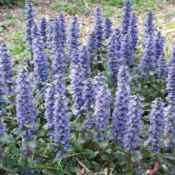 Ajuga Catlin's Giant