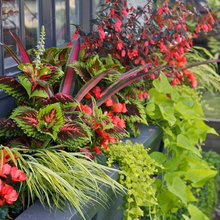 Container plants