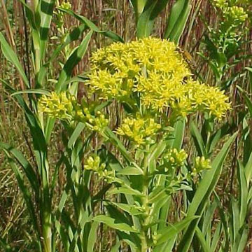 Goldenrod