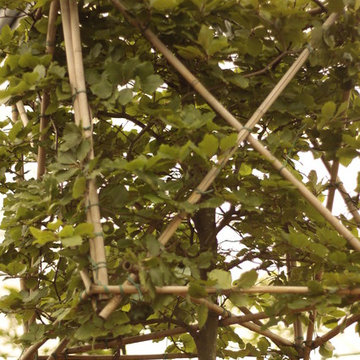 Arbre en carré