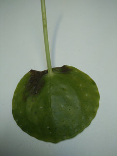 Chinese money plant with tiny white dots/holes, help! | Houzz Forum