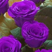 Karissa Lynch's photo