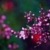 Trina Langley Kisner's photo