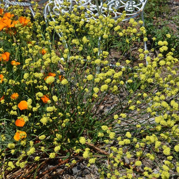 Eriogonum nudum 'Ella Nelson's Yellow'