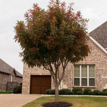 Chinese Pistachio Tree