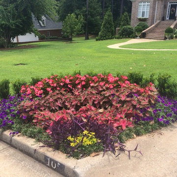 Annual flowers