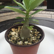 root training