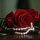 rose_tulip55