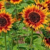 Donna Griggs Blanton's photo