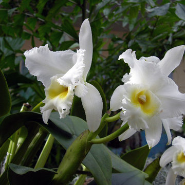 Cattleya Flossie Bow