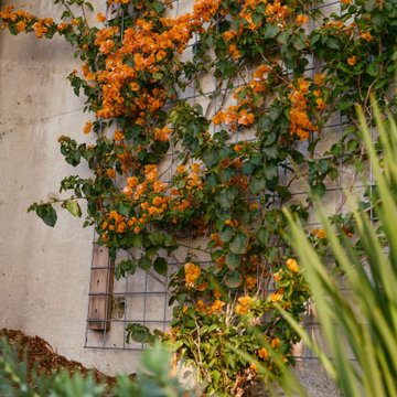 Explosive Color & Whimsical Plants