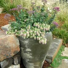 Rock/Container garden