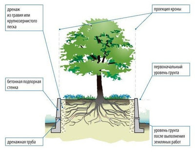 Сохранение деревьев на участке