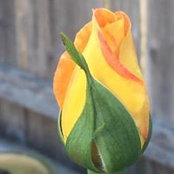 Kim Dorsey's photo
