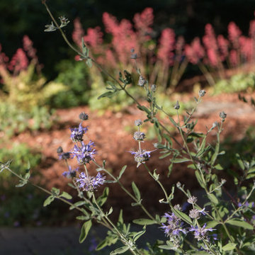 Orinda 4