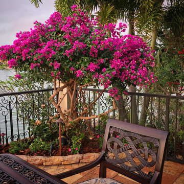 Bougainvillea adds color