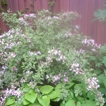 Small backyard - Weehawken