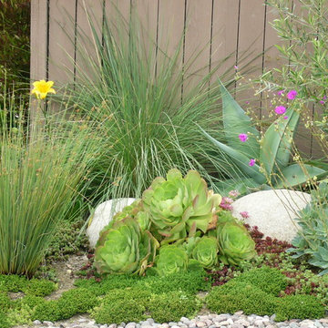 Encinitas Succulent Garden