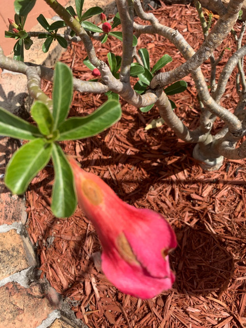 Desert Rose (Adenium) buds turn brown