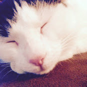 Kitten Club's photo
