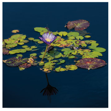 Kurt Shaffer 'The Lotus And The Dragonfly' Canvas Art