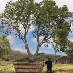 Live Oak Tree - Products